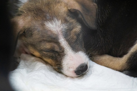 美丽的小狗在床上睡觉的肖像品种宠物有趣的图片