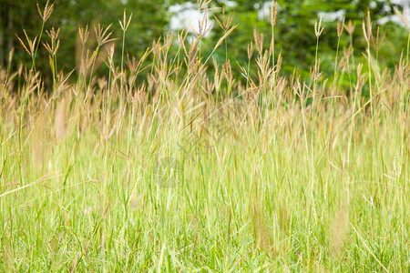 农业季节在夏天可以很容易地看到长高的青草和鲜花在丛中生活图片