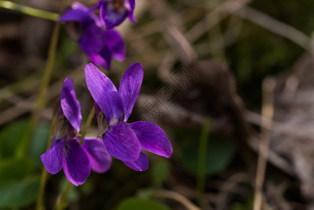 花束盛开质地天然背景的甜紫罗兰草地上的甜紫罗兰图片