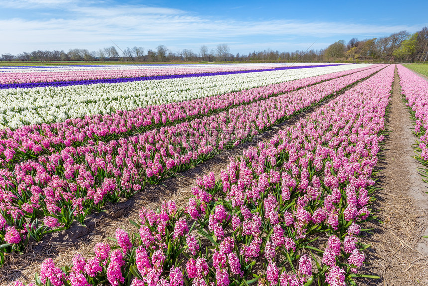 稻草粉色的在荷兰有一排花朵粉色和白的青春花风信子图片