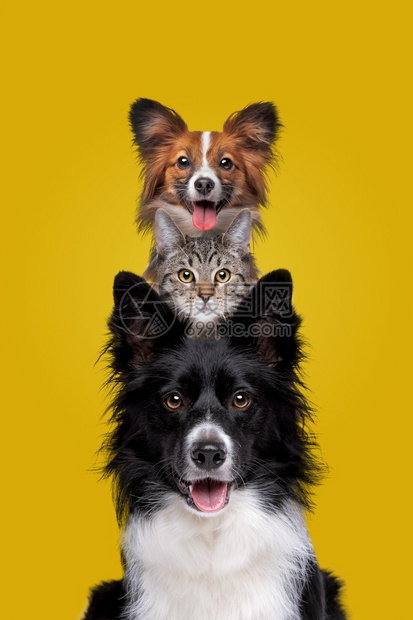 小狗两只和一猫在黄色背景面前盯着摄像机看两只狗和一猫在镜头面前看着一种友谊图片
