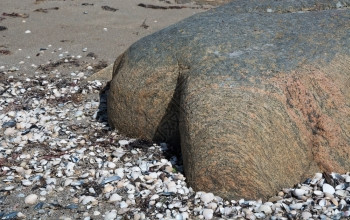 结石Gneiss岩石形成人体身部分在瑞典福尔肯贝格的Skrea海滩关闭洋夏天图片