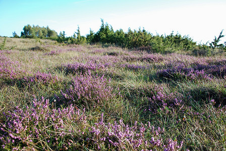 一种户外在瑞典群岛奥兰德的一片广阔草原上美丽的日光鲜花朵库尔曼图片