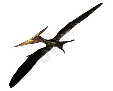 Pteranodon史前鸟类在白色背景中孤立飞行3D使Pteranodon史前鸟类飞行3D荒野科学恐龙图片