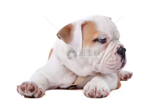 英国斗牛犬狗在白色背景面前躺下聪明的工作室肖像图片