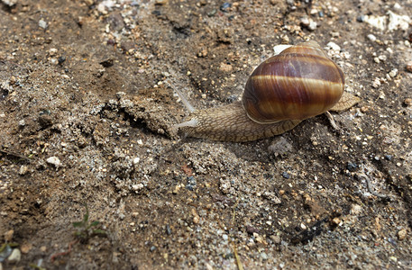 卡帕多西亚蛞蝓一只棕色大蜗牛爬在地上把房子背靠在地上一头棕色大蜗牛爬在地上土图片