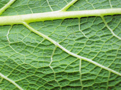 弗洛雷斯落下有机的植物叶宏观照片绿色和新鲜的树叶宏观照片图片