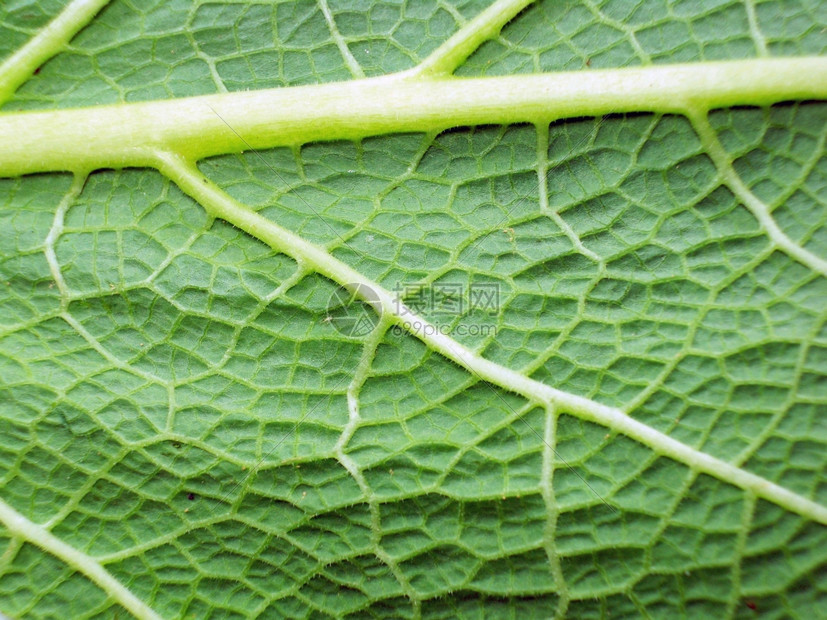 弗洛雷斯落下有机的植物叶宏观照片绿色和新鲜的树叶宏观照片图片