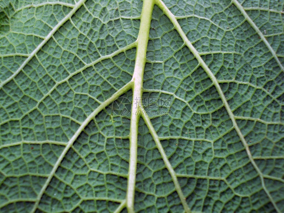 明亮的生物学美丽绿色和新鲜植物叶子的宏观照片图片