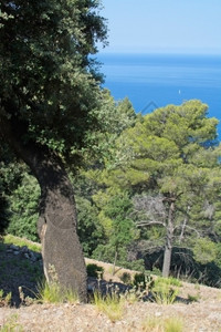 天7月在西班牙巴利阿里群岛Mallorca海面上布满森林和帆船的海岸景观常绿夏天图片