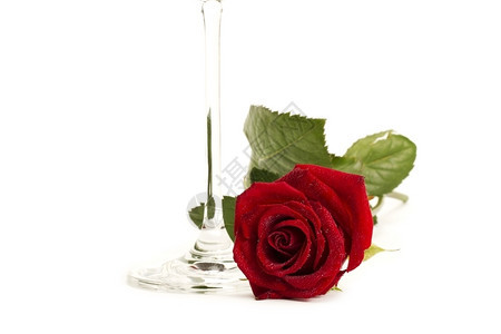 湿的假期香水红玫瑰靠近香槟的底部一杯香槟的底部白色背景的香槟杯底部浪漫图片