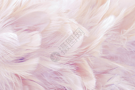 内部的鸟和鸡羽毛纹理蓝色风格和艺术设计柔软彩色的工艺设计时尚粉色的图片