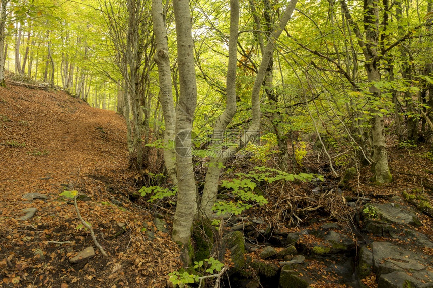 场景秋天西班牙瓜达拉哈森林自然公园叶子高清图片下载正版图片307796080摄图网