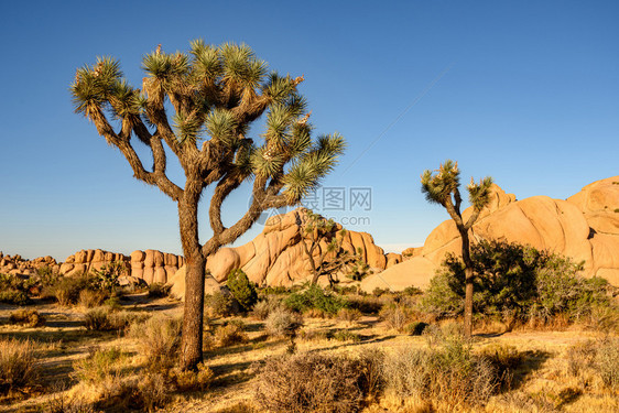 的著名仙人掌约书亚树公园莫哈韦沙漠加利福尼亚图片