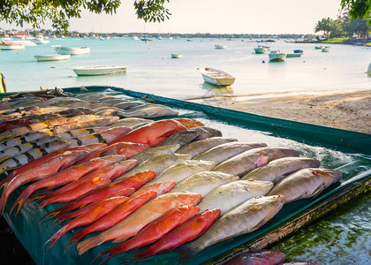 水市场上的新鲜热带鱼其背景是毛里求斯岛渔港销售传统的图片