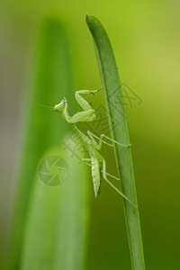 Mantodea在绿叶上树曼托迪亚螳螂妖图片