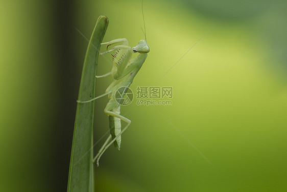 Mantodea在绿叶上自然螳螂妖泰国图片