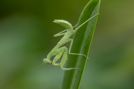 漏洞Mantodea在绿叶上无脊椎动物螳螂图片