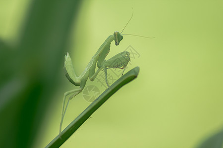 生物Mantodea在绿叶上肖像花园图片