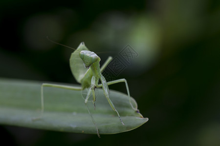 动物Mantodea在绿叶上昆虫天线图片