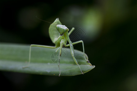曼托迪亚Mantodea在绿叶上无脊椎动物美丽的图片