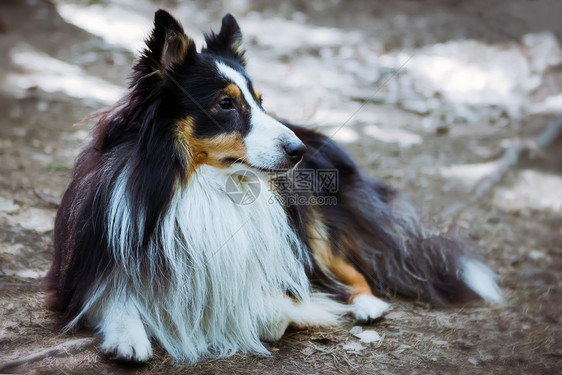 阳光Sheltie狗躺在森林的地板上远离焦点Sheltie狗躺在地上天出去图片