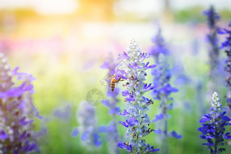 植物学农业花园中美丽的紫色花朵有多彩的阳光香气图片