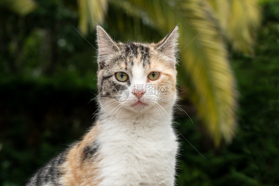 看着摄像机的一只有缝合猫肖像相机脸一种图片