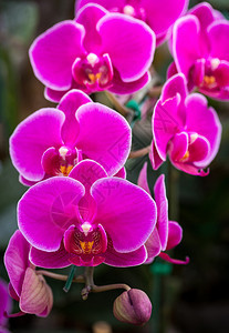 温泉充满活力粉红色的蝴蝶兰花植物图片