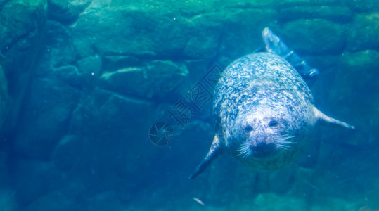 福卡水族馆无耳的共同海豹在水下游泳港口海豹的美丽肖像来自太平洋和大西海岸的普通哺乳动物图片