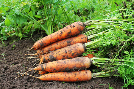 新鲜的纤维从园艺有机食品概念中摘取的新鲜胡萝卜收获在地上捡到的新鲜胡萝卜收获在地上捡到的新鲜胡萝卜小吃图片