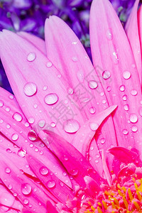 紫色的PinkGerberaDaisy花瓣紧贴从上方看合适的水滴即背景回或壁纸降低盛开图片