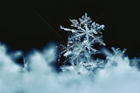 雪花宏观照片真正的雪晶美丽冬天背景季节自然和冬天的气六边形火花微观的图片