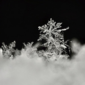 真实的抽象征雪花宏观照片真正的雪晶美丽冬天背景季节自然和冬天的气图片