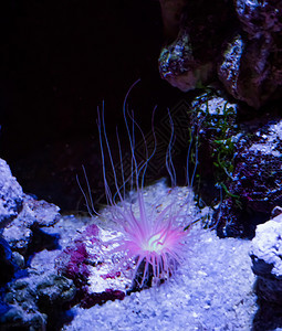 放松蓝色的像水下海洋景观一样闪耀着紫色粉红光仙子的美丽海葵动物植如水下海洋景观潜图片