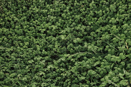 叶子高分辨率照片顶端视图关闭上层的顶视图高品质照片森林植物群图片