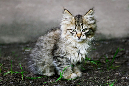 健康坐在绿草地上的小灰猫躺在绿色草地上野猫们宠物荒图片