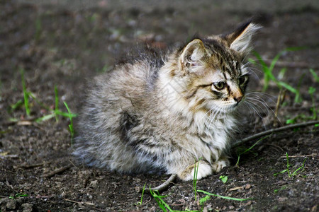 毛茸头发坐在绿草地上的小灰猫躺在绿色草地上野猫们照片图片