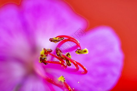 叶子美丽的红宝石有斯塔门丝宏观拍摄横向视图春天季节图片