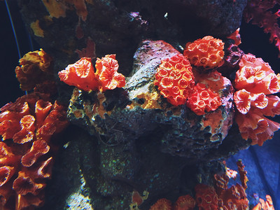 浮潜靠近美丽的海珊瑚殖民地水下中丰富多彩的白色图片