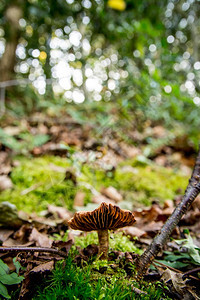 森林里的野生蘑菇图片