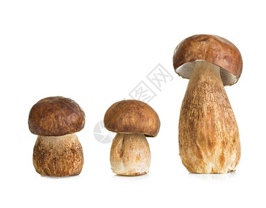 棕色的白背景孤立薄荷蘑菇切片营养素植物群图片