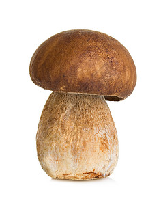 棕色的白背景孤立薄荷蘑菇切片生的季节图片