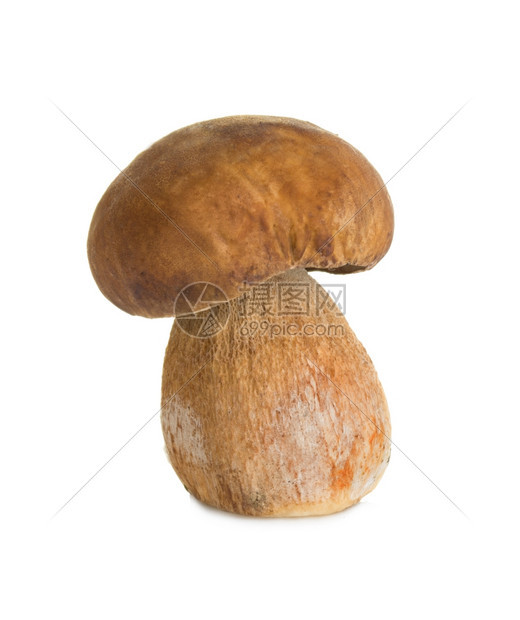 白背景孤立的薄荷蘑菇切片美丽的可食用季节图片