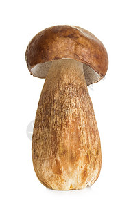 自然菌柄营养白背景孤立的薄荷蘑菇切片图片