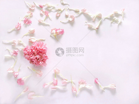 春天白色背景的粉红康乃馨花平面顶层视图新鲜的边界图片