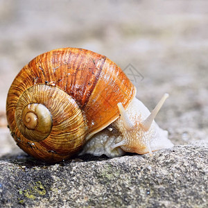 美丽的蜗牛天外有贝壳自然背景多彩阳光明媚棕色的螺旋颜图片