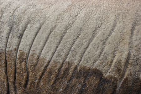 美丽裂开的野犀牛皮肤表面质地背景艺术图片