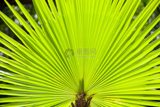 棕榈植物群大树的叶子用绿光在太阳中伸展降低图片