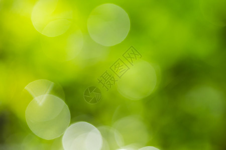 春天用于背景的模糊绿叶和黄的Bokeh和光线白色的丰富多彩图片